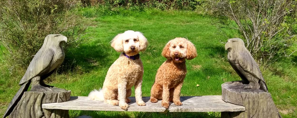 Dog friendly Basel Cottage in Llandovery, Carmarthenshire, Wales