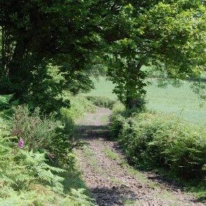 Stunning Views and Countryside Walks at Basel Holiday Cottage in Llandovery, Dogs Welcome