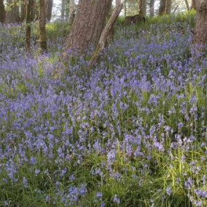 Bluebell Walks At Basel Holiday Cottage in Llandovery, Wales, Dog Friendly