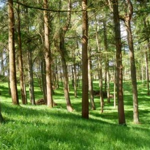 Private Woods at Basel Holiday Cottage In Llandovery, Wales