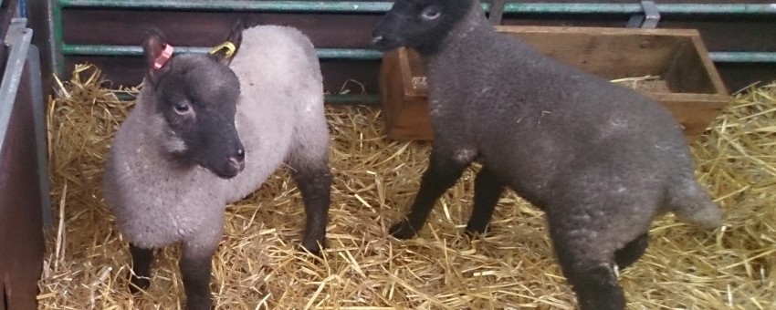 Llandovery Sheep Festival