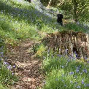 Bluebell Walks at Basel Holiday Cottage in Llandovery, Dog Friendly