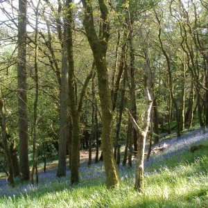 Bluebell Walks At Basel Holiday Cottage in Llandovery, Wales